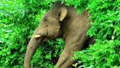 Wild Elephant Death: ജനവാസ മേഖലയില്‍ ഇറങ്ങിയ കാട്ടാന ഇരുമ്പ് കമ്പി ദേഹത്ത് തുളഞ്ഞു കയറി ചരിഞ്ഞു