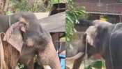 Elephant Attack: ആന വിരണ്ടോടി, ഒരാളെ ചവിട്ടിക്കൊന്നു; സംഭവം അങ്കമാലി കിടങ്ങൂർ മഹാവിഷ്ണു ക്ഷേത്രത്തിൽ