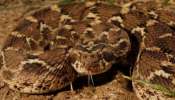 Snake Bite Death: കൊല്ലത്ത് പാമ്പുകടിയേറ്റ് ചികിത്സയിലായിരുന്ന വയോധികൻ മരിച്ചു