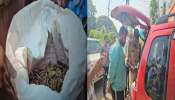 Drug Bust In Thiruvannahtapuram: 10 കിലോ കഞ്ചാവുമായി യുവാവ് പിടിയിൽ; സംഭവം നെയ്യാറ്റിൻകരയിൽ 