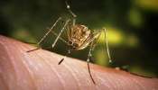 Malappuram News: മലപ്പുറത്ത് രണ്ടു പേര്ക്ക് ജപ്പാന് മസ്തിഷ്കജ്വരം; ഒരാള് ഗുരുതരാവസ്ഥയില് Malappuram News: മലപ്പുറത്ത് രണ്ടു പേര്ക്ക് ജപ്പാന് മസ്തിഷ്കജ്വരം; ഒരാള് ഗുരുതരാവസ്ഥയില്