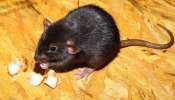 Hantavirus Outbreak: ചികിത്സ വൈകിയാൽ മരണം, പടരുന്നത് എലികളിലൂടെ; ഹന്റാവൈറസ് അണുബാധയേൽക്കുന്നത് എങ്ങനെ? Hantavirus Outbreak: ചികിത്സ വൈകിയാൽ മരണം, പടരുന്നത് എലികളിലൂടെ; ഹന്റാവൈറസ് അണുബാധയേൽക്കുന്നത് എങ്ങനെ?