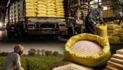 Operation Kisan: കർഷകരുടെ സബ്സിഡി യൂറിയ ഫാക്ടറികളിലേക്ക്; വൻ തട്ടിപ്പ് പുറത്തുവിട്ട് സീ ന്യൂസ് Operation Kisan: കർഷകരുടെ സബ്സിഡി യൂറിയ ഫാക്ടറികളിലേക്ക്; വൻ തട്ടിപ്പ് പുറത്തുവിട്ട് സീ ന്യൂസ്