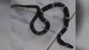 Snake Found: പാമ്പുകടിയേറ്റ് മരിച്ച ആൽജോയുടെ അയൽപക്കത്തെ വീടുകളിലും പാമ്പുകൾ