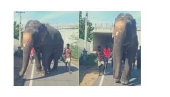 Elephant Abuse V​​ideo: മുൻ കാലുകൾ ചേർത്ത് കെട്ടി ആനയെ റോഡിലൂടെ നടത്തിക്കുന്ന ദൃശ്യങ്ങൾ