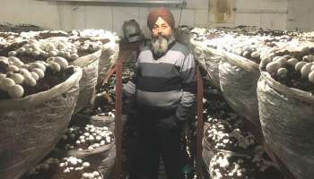 Mushroom King Of Punjab: ദിവസവും വിളവെടുക്കുന്നത് ഏഴ് ക്വിന്റൽ കൂൺ, വരുമാനം 1.25 കോടി