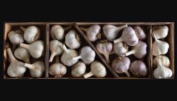 Garlic Benefits: വെളുത്തുള്ളി കഴിക്കുന്നവർ ഇൗ കാര്യങ്ങളെല്ലാം അറിഞ്ഞിരിക്കണം.