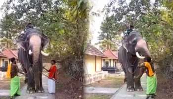 നിലവ് നിർത്തി നെറ്റിക്കടിക്കുന്നു: ആനക്ക് പാപ്പാൻറെ ക്രൂര മർദ്ദനം Viral Video