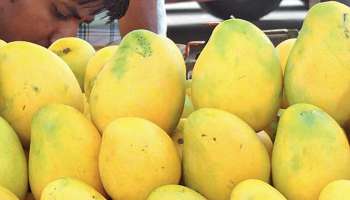 Benefits of Mango : അറിയാമോ മാമ്പഴം കഴിച്ചാൽ ഗുണങ്ങൾ ഏറെയാണ്