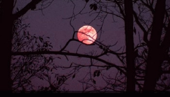 Strawberry Moon: ജൂണ്‍ 24ന് കാണാം മാനത്ത് Strawberry Moon..!! എന്താണ് സ്ട്രോബെറി മൂൺ? 