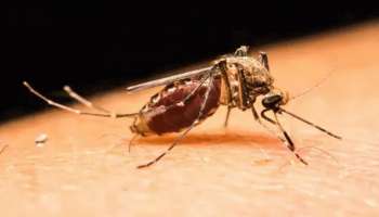 China Malaria - Free : 70 വർഷങ്ങൾക്കൊടുവിൽ ചൈനയെ മലേറിയ വിമുക്തമായി പ്രഖ്യാപിച്ച് ലോകാരോഗ്യ സംഘടന
