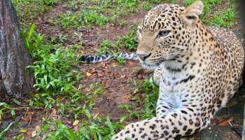 Janavi Leopard Trivandrum Zoo:ജാനവി പുലിക്ക് കുഞ്ഞ് പിറന്നു. അമ്മയും കുഞ്ഞും സുഖമായിരിക്കുന്നു