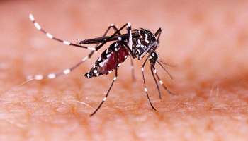Zika Virus: സംസ്ഥാനത്ത് ഒരാൾക്ക് കൂടി സിക്ക വൈറസ് സ്ഥിരീകരിച്ചു