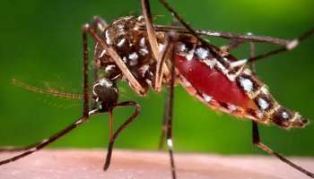 Zika Virus : സിക്ക വൈറസ് ബാധ കേന്ദ്ര സംഘം ഇന്ന് കേരളത്തിലെത്തി പരിശോധന നടത്തും