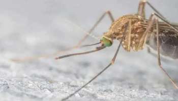 Zika Virus : സംസ്ഥാനത്ത് മൂന്ന് പേർക്കും കൂടി സിക്ക വൈറസ് സ്ഥിരീകരിച്ചു, രോഗബാധിതരിൽ രണ്ട് വയസ്സുള്ള കുട്ടിയും