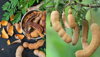 Benefits of Tamarind:  ശരീരഭാരം കുറയ്ക്കുന്നത് മുതൽ പ്രതിരോധശേഷി വർദ്ധിപ്പിക്കുന്നത് വരെ, അറിയാം അടിപൊളി ഗുണങ്ങൾ 