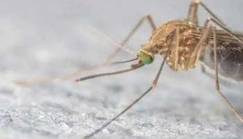 Zika Virus : സംസ്ഥാനത്ത് സിക്ക വൈറസ് ക്ലസ്റ്റർ രൂപപ്പെട്ടു; ആദ്യം രോഗം റിപ്പോർട്ട് ചെയ്‌ത ആനയറ ഉൾപ്പെടുന്ന പ്രദേശത്താണ് ക്ലസ്റ്റർ രൂപപ്പെട്ടതെന്ന് മന്ത്രി വീണ ജോർജ്