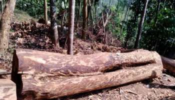 Muttil Tree Felling Case Breaking: കേസിലെ ആരോപണ വിധേയനായ ഉദ്യോഗസ്ഥനെ സസ്പെൻഡ് ചെയ്യാൻ തീരുമാനം 