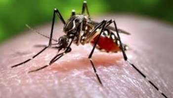 Zika Virus Update: 5 പേര്‍ക്ക് കൂടി സിക്ക വൈറസ് രോഗം സ്ഥിരീകരിച്ചു