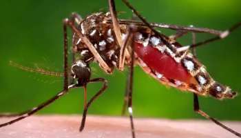 Zika Virus : മൂന്ന് പേര്‍ക്കും കൂടി സിക്ക വൈറസ് രോഗം സ്ഥിരീകരിച്ചു
