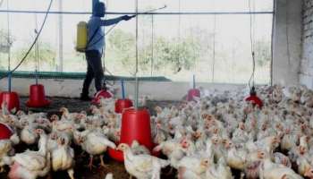 Koorachund Bird Flu: കൂരാച്ചുണ്ടിൽ പക്ഷിപ്പനിയെന്ന് സംശയം, സ്വകാര്യ ഫാമിലെ 300 കോഴികൾ ചത്തു