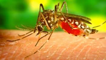 Zika Virus: സംസ്ഥാനത്ത് രണ്ട് പേർക്ക് കൂടി സിക്ക വൈറസ് സ്ഥീരീകരിച്ചു