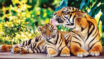 International Tiger Day 2021: കടുവകൾക്ക് ഒരു ദിനം,കാട്ടിലെ വീരൻമാരെ കാത്ത് രക്ഷിക്കേണ്ടേ?