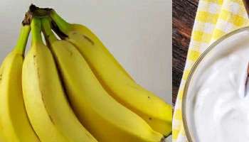 Benefits of banana curd: ഈ സമയം തൈരും വാഴപ്പഴവും കഴിക്കുക, ശരീരത്തിന് ലഭിക്കും വളരെയധികം ഗുണങ്ങൾ 