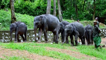 Animal Protection Law: ആനകളുടെ സംരക്ഷണത്തിനായി ശ്രീലങ്കയിൽ പുതിയ നിയമം; ആനകള്‍ക്ക് ബയോമെട്രിക് കാര്‍ഡ്