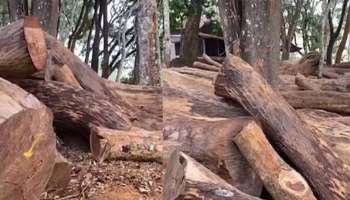 Muttil Tree Robbery Case : മുട്ടിൽ മരംമുറി കേസിലെ പ്രതികൾ ഭീഷണിപ്പെടുത്തുന്നുവെന്ന് ഡിഎഫ്ഒ ധനേഷ് കുമാർ