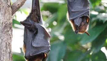 Nipah Virus: നിപ ബാധിച്ച് മരിച്ച കുട്ടി റമ്പൂട്ടാൻ കഴിച്ചിരുന്നു; കേന്ദ്രസംഘം പഴത്തിന്റെ സാമ്പിളുകൾ ശേഖരിച്ചു