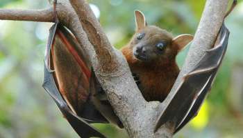 Nipah Virus: വ്യാജ വാർത്തകൾ പ്രചരിക്കുന്നവർക്കെതിരെ കർശന നടപടിയെടുക്കുമെന്ന് കളക്ടർ