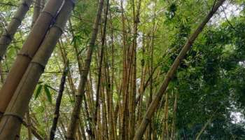 World Bamboo Day 2021 : ഇന്ന് ലോക മുള ദിനം, അറിയാം മുളയുടെ ഗുണങ്ങളും പ്രത്യേകതകളും