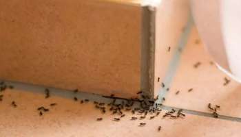 Get Rid of Ants Easily : വീട്ടിൽ നിന്നും ഉറുമ്പ് ശല്യം ഒഴിവാക്കാൻ ചില പൊടിക്കൈകൾ 