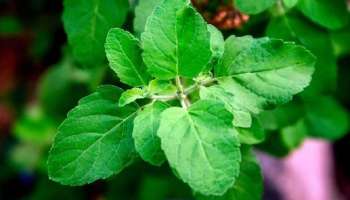 Tulsi leaves benefits: തുളസിയില കഴിക്കുന്നത് കൊണ്ട് ഈ രോഗങ്ങൾ ഉണ്ടാവില്ല, കുട്ടികൾക്കും ലഭിക്കും വലിയ ആനുകൂല്യങ്ങൾ