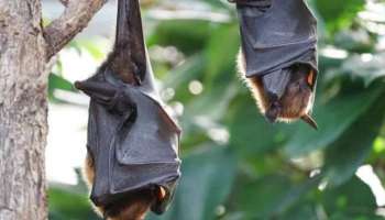 Nipah Updates Kerala| പഴങ്ങളല്ല കോഴിക്കോട്ടെ നിപ്പയ്ക്ക് പിന്നിൽ, കണക്കു കൂട്ടലുകൾ പാളുന്നു