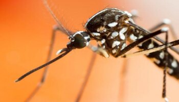 Dengue: സെറൊ ടൈപ്പ് -2 ഡെങ്കി, 11 സംസ്ഥാനങ്ങൾക്ക് മുന്നറിയിപ്പ്, കേരളത്തിലും ജാ​ഗ്രത