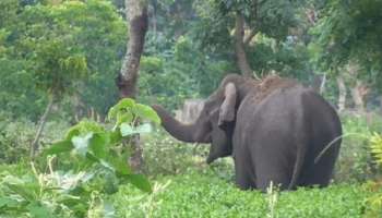 Elephant Attack : ഇടുക്കിയിൽ കാട്ടാന യുവതിയെ ആക്രമിച്ച് കൊലപ്പെടുത്തി; ഭർത്താവ് ഓടിരക്ഷപ്പെട്ടു