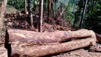 Muttil Tree Felling: മീനങ്ങാടി പോലീസ് രജിസ്റ്റർ ചെയ്ത കേസിൽ അന്വേഷണം മന്ദ​ഗതിയിലെന്ന് ആക്ഷേപം