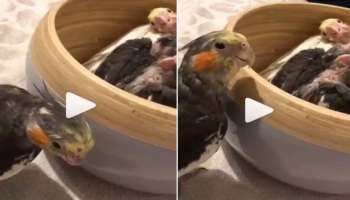 Viral Video: Bird Playing Peekaboo, കുഞ്ഞുങ്ങളുമായി ഒളിച്ചു കളിക്കുന്ന അമ്മപക്ഷി..!! വീഡിയോ വൈറല്‍