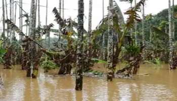 Crop destruction: സംസ്ഥാനത്ത് കനത്ത മഴയിലും ഉരുൾപൊട്ടലിലും മണ്ണിടിച്ചിലിലും വ്യാപക കൃഷിനാശം; 28 കോടി രൂപയുടെ പ്രാഥമിക നഷ്ടം കണക്കാക്കുന്നതായി കൃഷി വകുപ്പ്