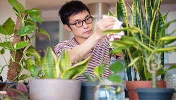 Indoor Plants: മുറിയ്ക്കുള്ളില്‍ ചെടികള്‍ വളര്‍ത്താം, ശുദ്ധവായുവും ഒപ്പം നല്ല ഉറക്കവും ഫലം