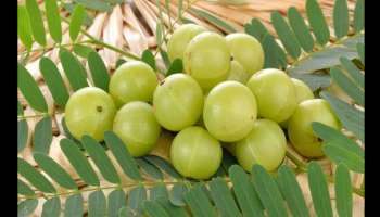 Health Tips: Indian Gooseberry; ശരീരഭാരം കുറയ്ക്കാം,  നിത്യ യൗവനം  പ്രദാനം ചെയ്യും നെല്ലിക്ക