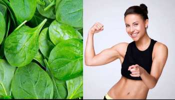 Benefits of spinach: തണുപ്പ് കാലത്ത് പാലക്ക് ചീര കഴിക്കൂ, രോഗങ്ങൾ അകലും ഗുണവും ഏറെ