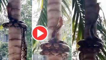 Viral Video: അതിമനോഹരമായി തെങ്ങിൽ കയറുന്ന കൂറ്റൻ പെരുമ്പാമ്പ്