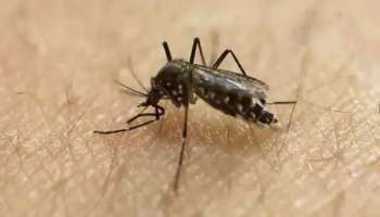 Dengue | ഡൽഹിയിൽ ഡെങ്കിപ്പനി പടർന്ന് പിടിക്കുന്നു; റിപ്പോർട്ട് ചെയ്തത് അയ്യായിരത്തിലധികം കേസുകൾ