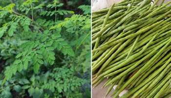 Moringa Leaves: മികച്ച ഹൃദയാരോഗ്യം, പ്രമേഹവും കൊളസ്ട്രോളും നിയന്ത്രിക്കും  മുരിങ്ങയില..!!