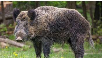 Wild boar Killing | കാട്ടു പന്നിയെ ക്ഷുദ്രജീവിയായി പ്രഖ്യാപിക്കണം, കേന്ദ്രമന്ത്രിയുമായി കൂടിക്കാഴ്ച