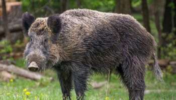Wild Boar Killing | കൃഷി നശിപ്പിച്ചാലും കാട്ടു പന്നിയെ കൊല്ലാൻ പറ്റില്ല, കേന്ദ്ര നിലപാടിൽ ആശങ്ക