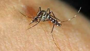 Zika virus | കോഴിക്കോട് സിക വൈറസ് സ്ഥിരീകരിച്ചു; 29കാരിയിലാണ് വൈറസ് ബാധ കണ്ടെത്തിയത്